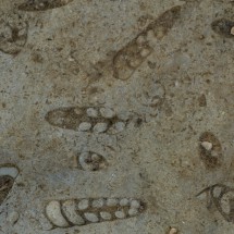 More fossils on the Canyon Rim Trail of Seminole Canyon